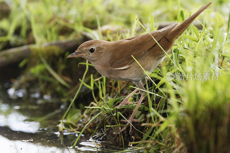 夜莺（Luscinia megarhynchos）